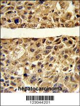 ARG1 Antibody