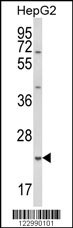 GSTA4 Antibody