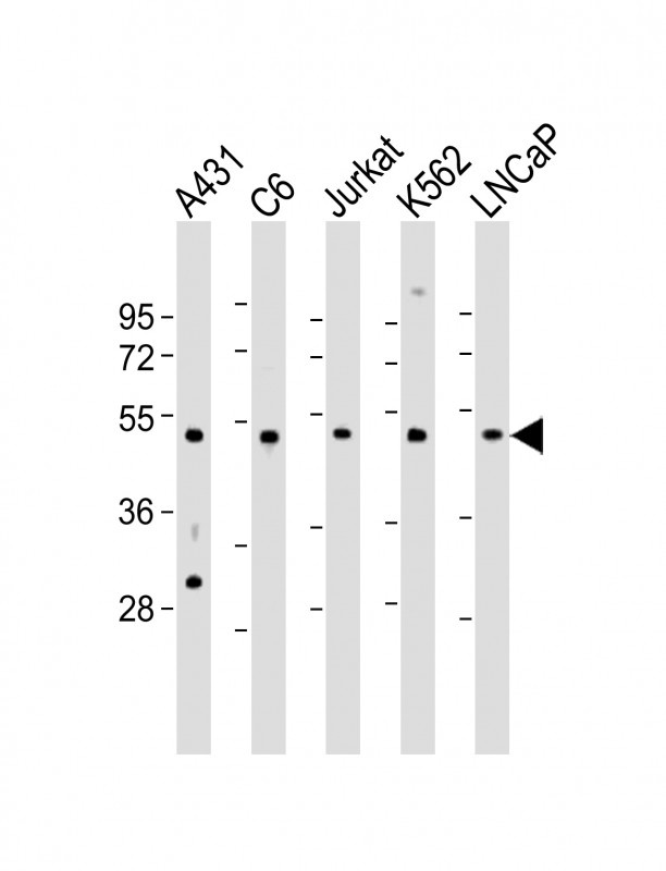 CDC37 Antibody