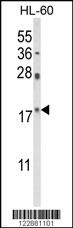 PIN1 Antibody