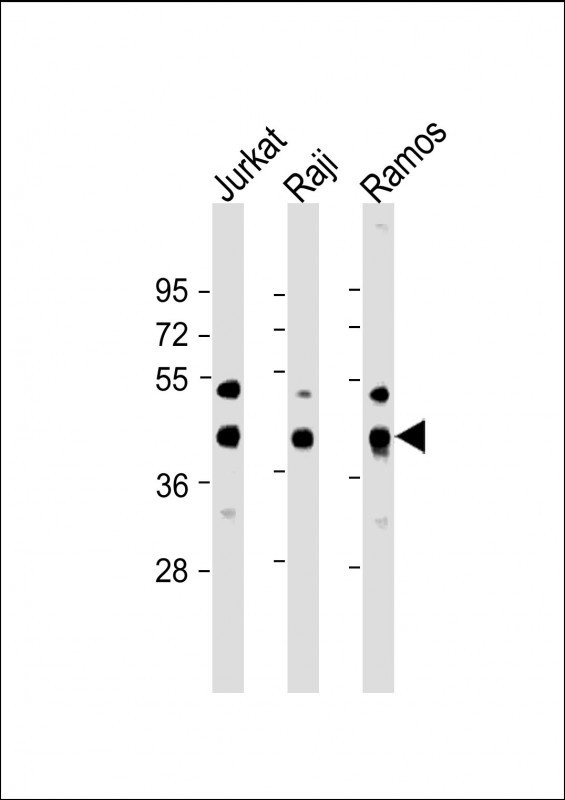 HLA-G Antibody