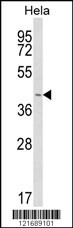 INSIG1 Antibody