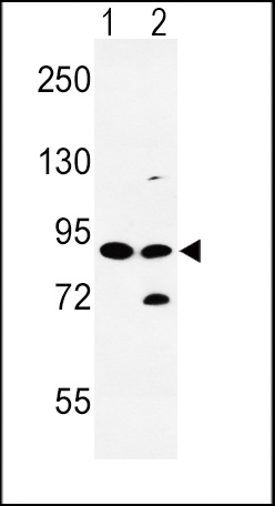 SLC8A1 Antibody