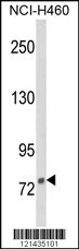 DGCR8 Antibody