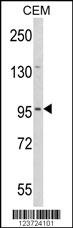 DZIP1 Antibody