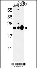 CBX1 Antibody