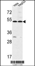 FERMT1 Antibody