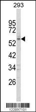 FOXC1 Antibody