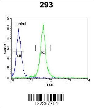 FOXC1 Antibody