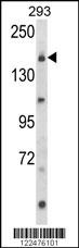 UNC13B Antibody