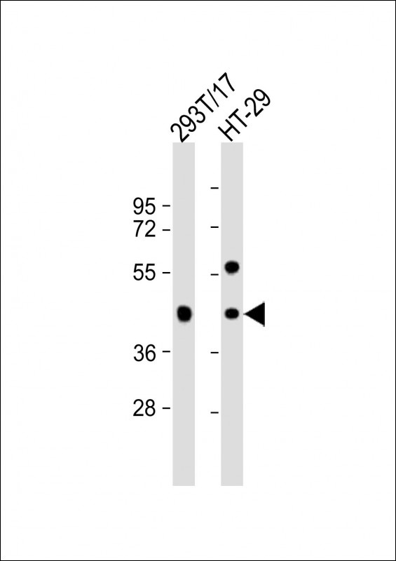 GPA33 Antibody
