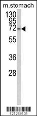 TCERG1L Antibody