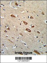 TCERG1L Antibody