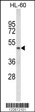 PTGER2 Antibody