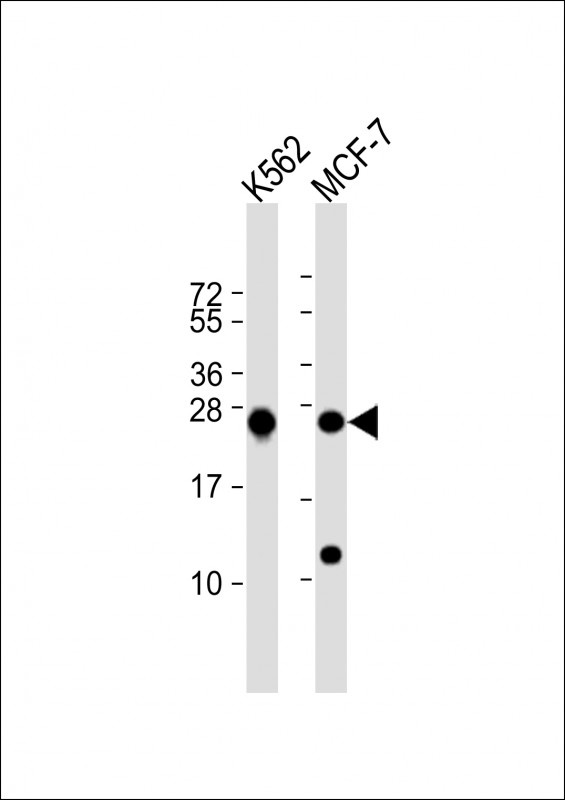 PSMB1 Antibody