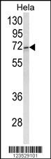 ASPSCR1 Antibody