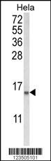 COTL1 Antibody