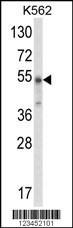 WDSUB1 Antibody