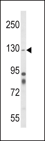 ITGA1 Antibody