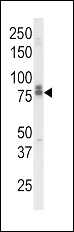 IL18RAP Antibody