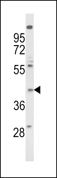 FPRL2 Antibody