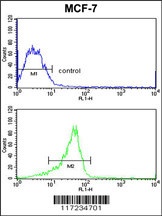 RASL11B Antibody