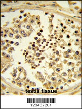 IPO11 Antibody