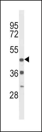 DRD4 Antibody