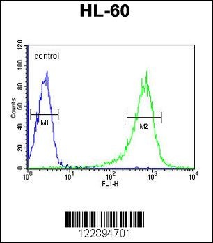 RGS1 Antibody