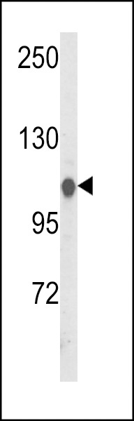 HSPA4L Antibody