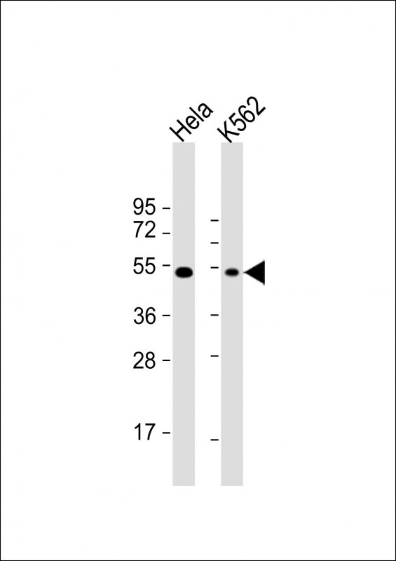 DDX39B Antibody