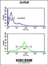 SOD1 Antibody