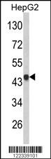 VPS26A Antibody