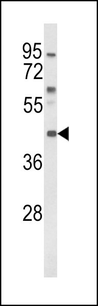 MC3R Antibody