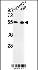 EGLN2 Antibody