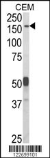 CNTNAP2 Antibody