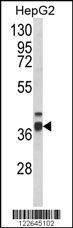 ECI2 Antibody