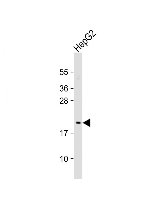 NIP7 Antibody