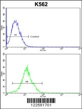 ATP12A Antibody