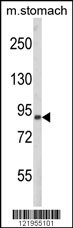 PARD3 Antibody