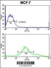 ZYG11A Antibody