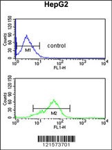 BANK1 Antibody