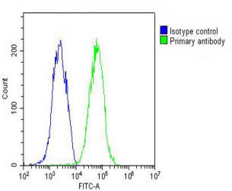 RAB7A Antibody