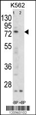 FLCN Antibody