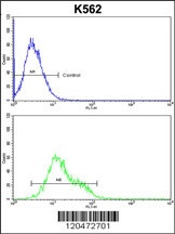 ICAM1 Antibody