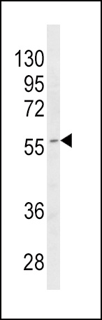 CYP4B1 Antibody