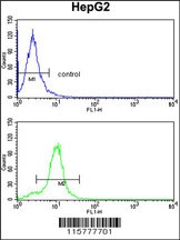 CYP2E1 Antibody