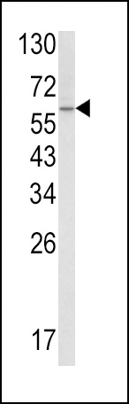 SCP2 Antibody