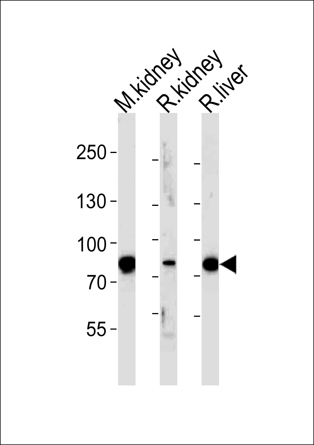 EHHADH Antibody