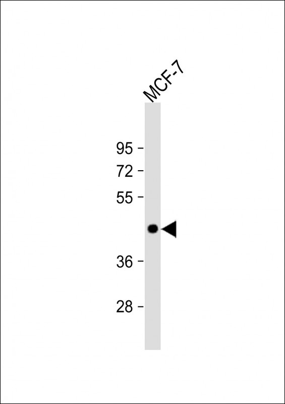 ADIPOR1 Antibody